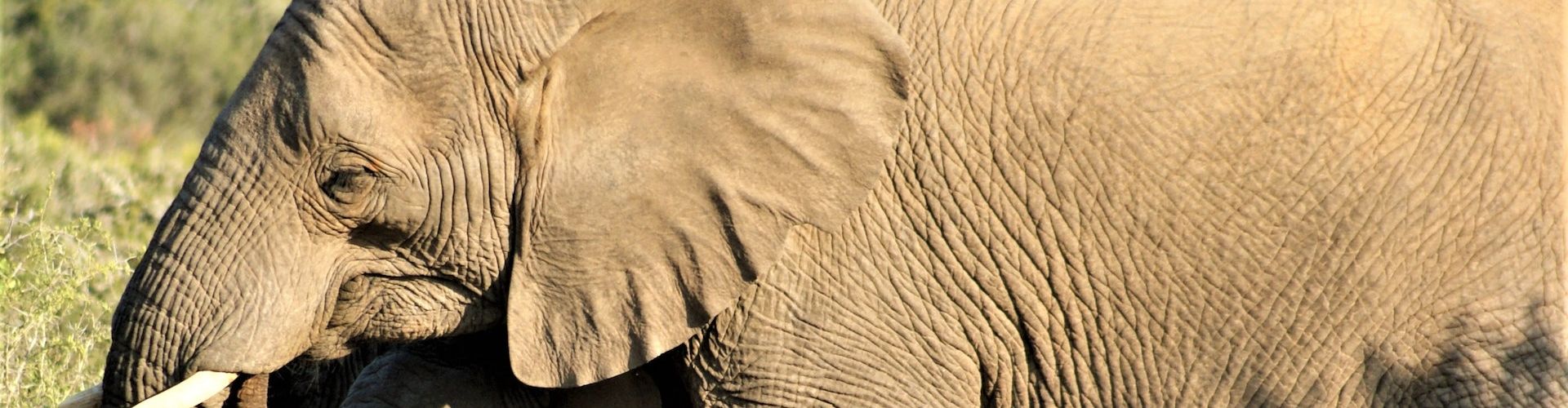 Photo en gros plan d'un pachyderme africain (éléphant)