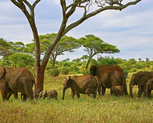 Une famille d'éléphants en mouvement dans la zone de gestion de la faune sauvage d'Ikoma