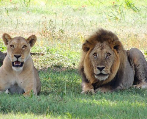 Couple de lions dans le Serengeti pendant la saison des pluies