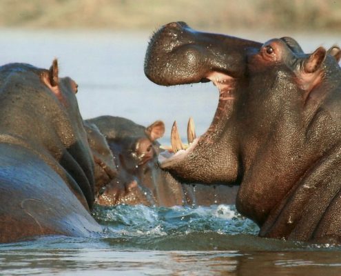 Demandez à votre guide de visiter l'une des piscines à hippopotames dans le parc national du lac Manyara pendant votre safari en lodge de 8 jours en Tanzanie.