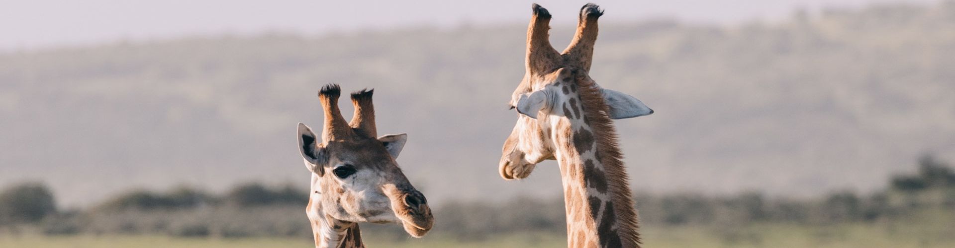 Deux girafes en pleine conversation