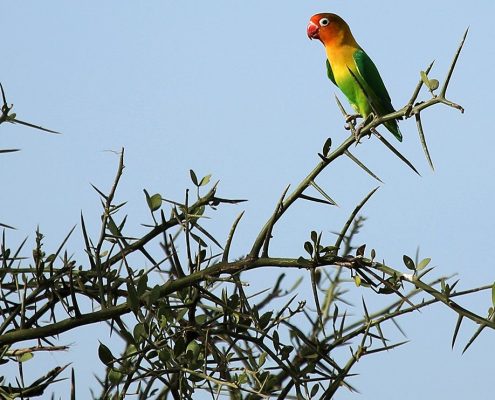 Un petit oiseau coloré assis sur un arbre épineux dans le parc national d'Arusha.