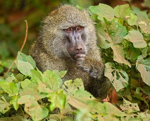 Un babouin réfléchit au sens de la vie dans le parc d'Arusha