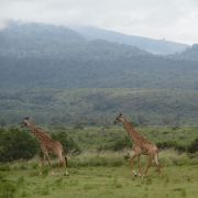 Parc national d'Arusha (vignette)