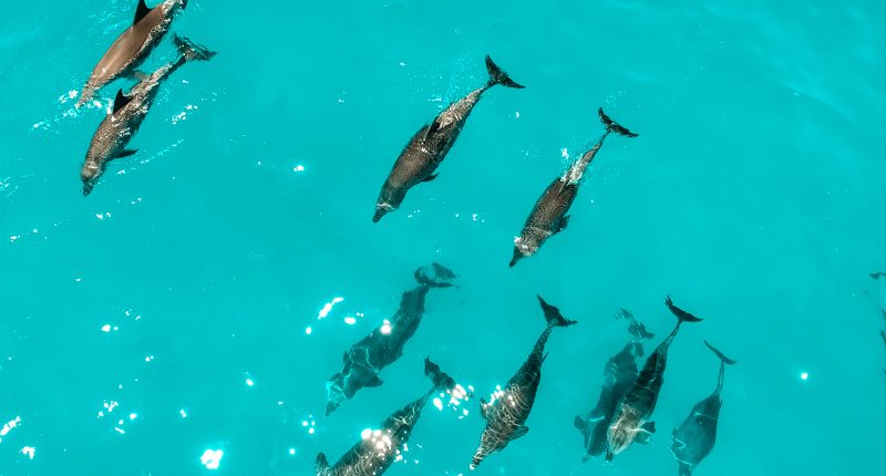 Plusieurs dauphins nageant ensemble dans l'océan Indien près de l'archipel de Zanzibar.