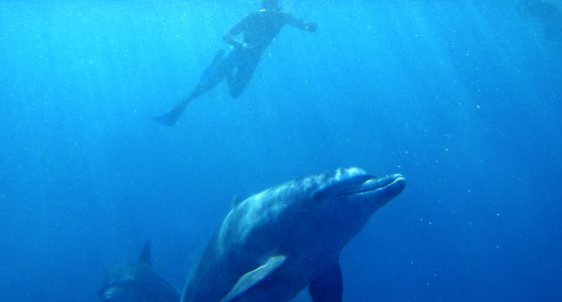 Un client de la plongée avec tuba nage avec les dauphins près de la côte sud de Zanzibar.