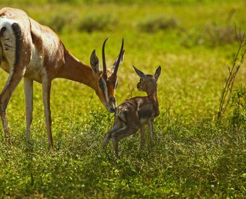Une gazelle avec son nouveau-né dans la région d'Ikoma