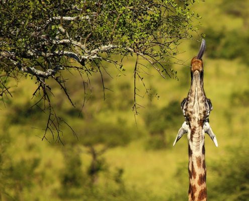 Une girafe étirant son cou pour atteindre le feuillage frais d'un arbre épineux.