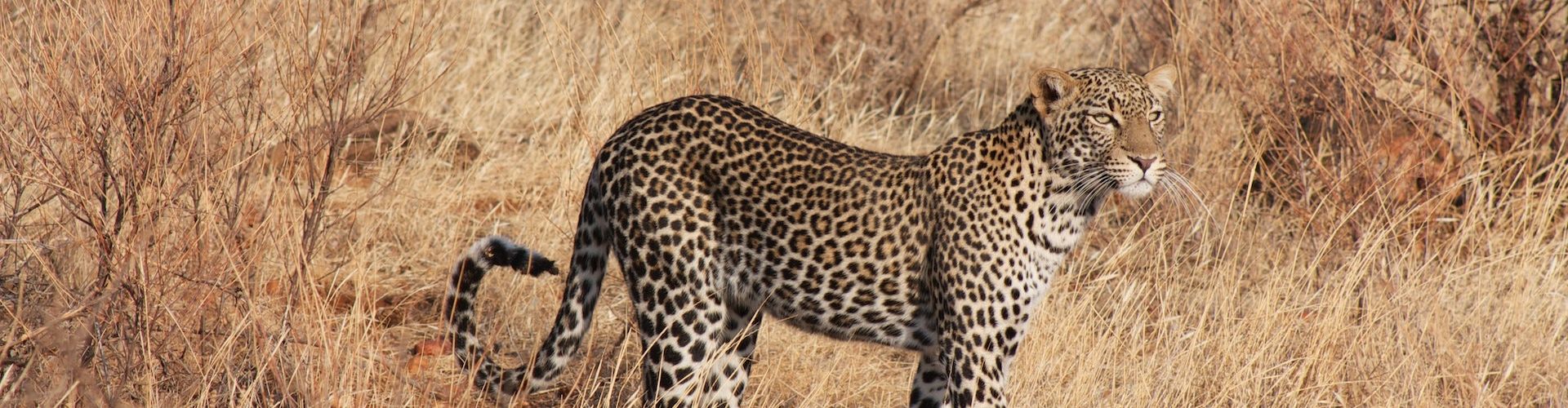 Un léopard dans la zone de gestion de la faune sauvage d'Ikoma