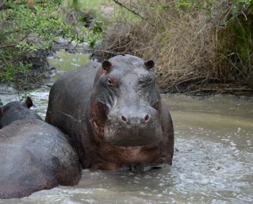 Hippopotames dans le parc national du lac Manyara