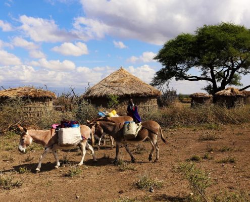 Femme masaï transportant des marchandises à l'aide d'ânes, avec un village masaï traditionnel à l'arrière-plan.