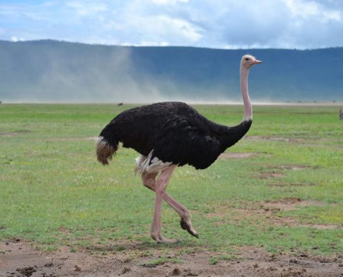 Autruche commune mâle marchant dans le cratère du Ngorongoro