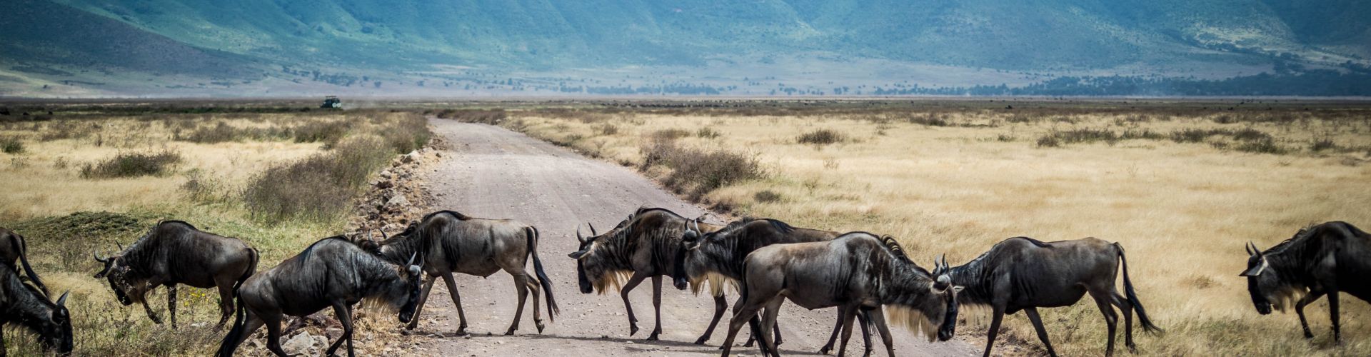 Les gnous ont le droit de passage dans le cratère du Ngorongoro