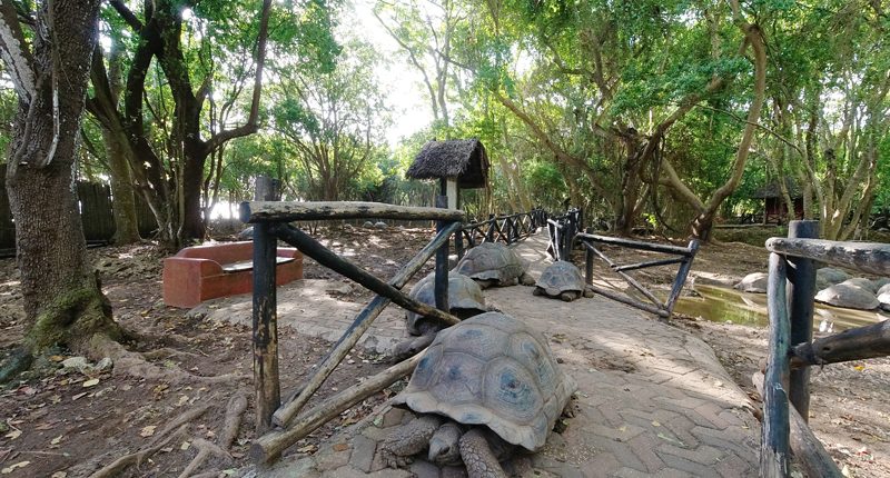 Observez les tortues anciennes lors de votre visite de l'île Prison