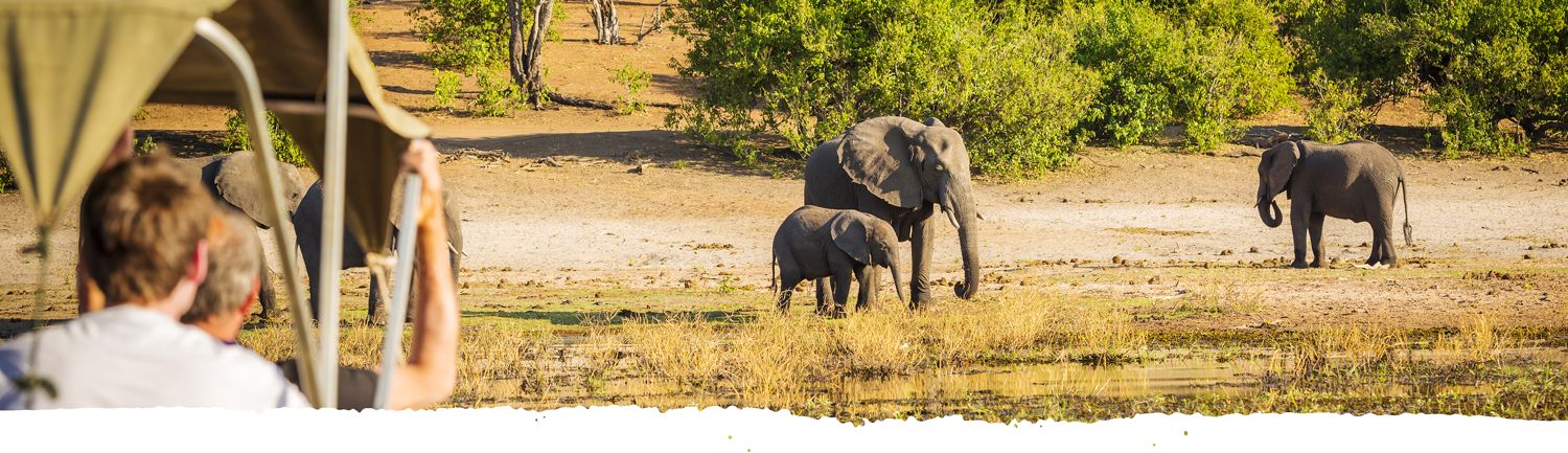 Les clients du safari observent les éléphants en Tanzanie