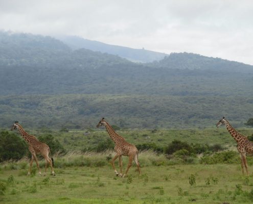 Girafes dans le parc national d'Arusha