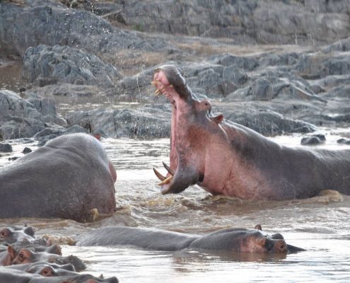 Un hippopotame agressif dans le parc safari du lac Manyara en Tanzanie