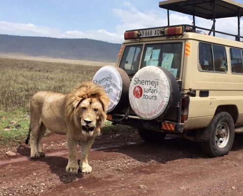Un lion mâle impressionnant se tient à côté d'un Shemeji Safari Truck dans la caldeira principale de la zone de conservation du Ngorongoro.