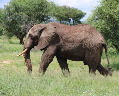 Un éléphant dans le parc national de Tarangire en Tanzanie