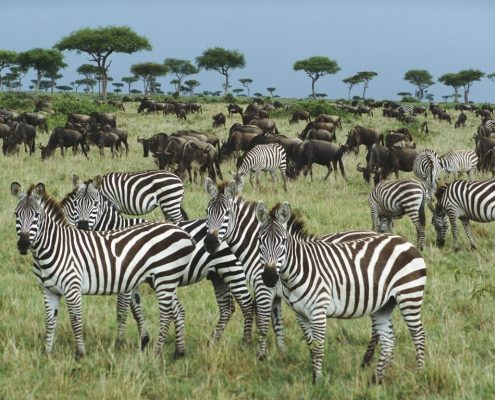 Un groupe d'animaux de la grande migration dans le parc safari du Serengeti