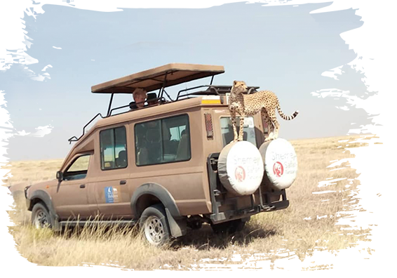 Planifiez votre itinéraire de safari avec Shemeji Safari