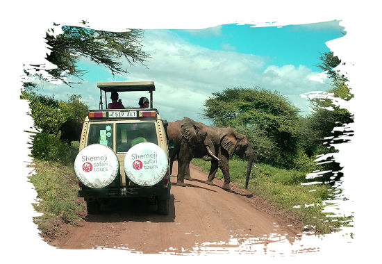 Profitez de safaris de qualité en Tanzanie avec Shemeji Safari - Karibu Tanzania (Bienvenue en Tanzanie)