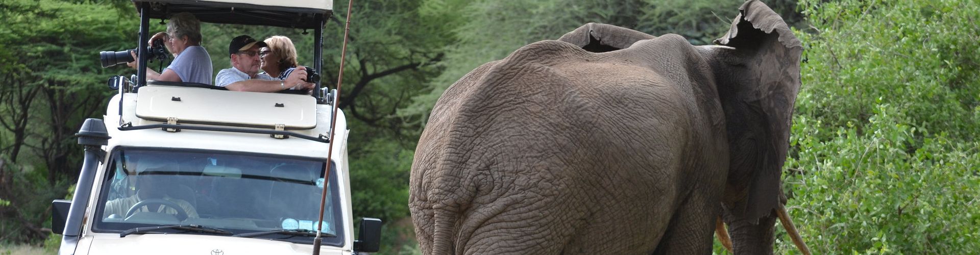 Un éléphant passe à côté d'un camion Safari dans le parc national de Tarangire.